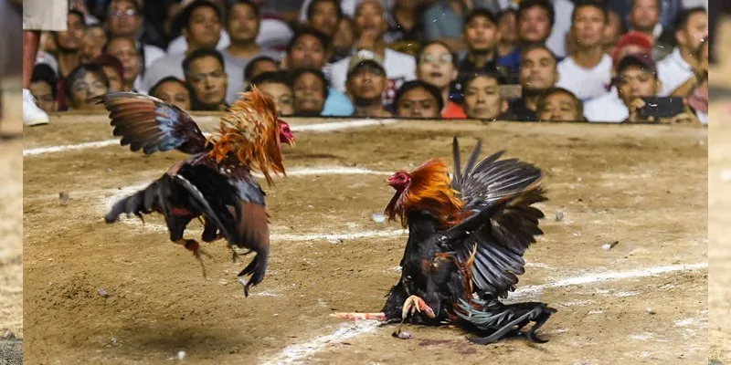Đá gà Philippines – Niềm đam mê mãnh liệt của cộng đồng chơi đá gà 11 da ga phi 2 11