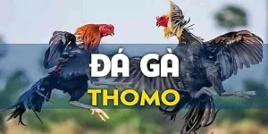 Đá gà Thomo – Trải nghiệm trực tiếp đá gà tại nhà cái uy tín 4 da ga thomo 2 4