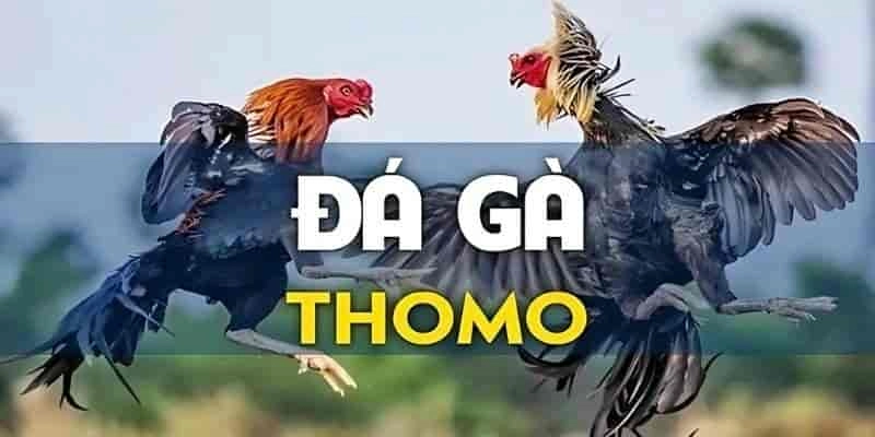 Đá gà Thomo – Trải nghiệm trực tiếp đá gà tại nhà cái uy tín 5 da ga thomo 2 5